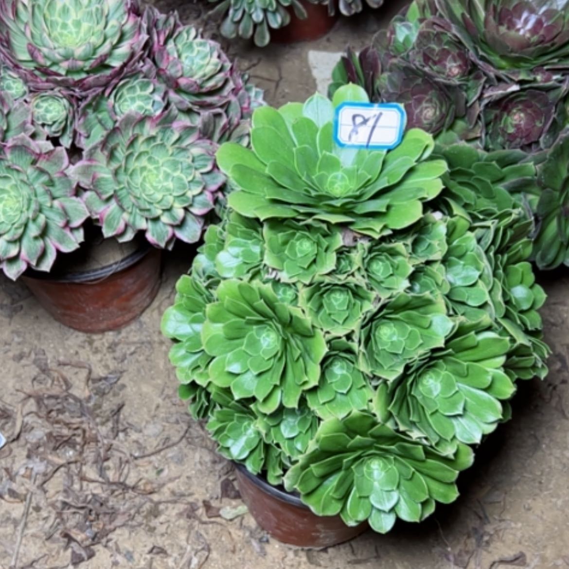 【闪购商品】多肉植物绿杨荣81