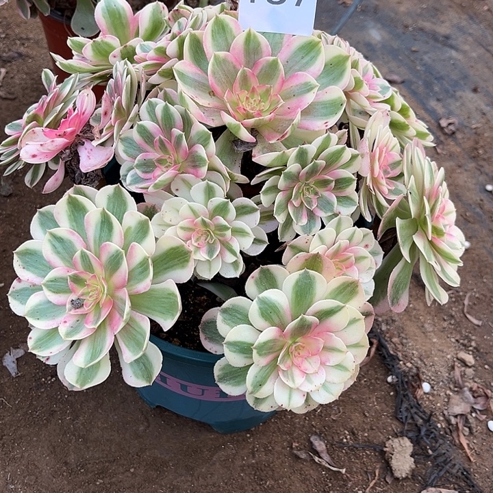 荔枝多肉法师157号