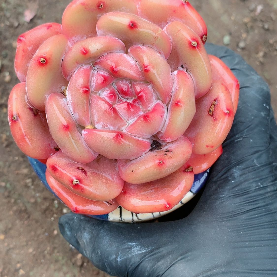 【闪购商品】?****曾曾