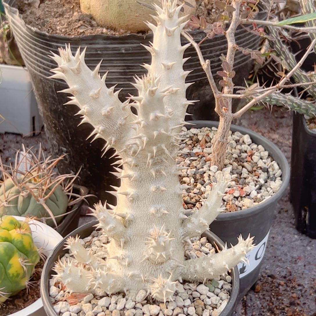 实生 筒蝶春仙人球