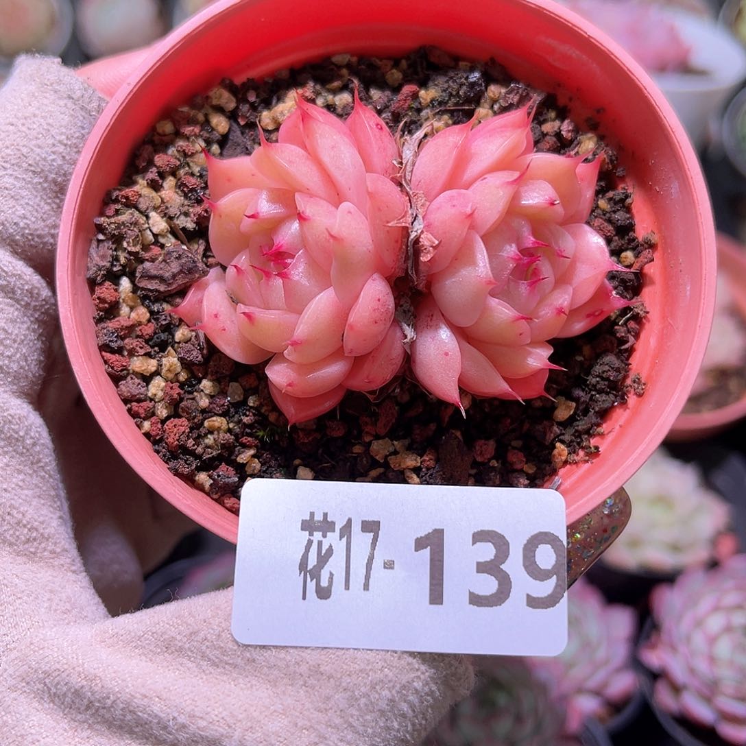 花利美17-139海王群