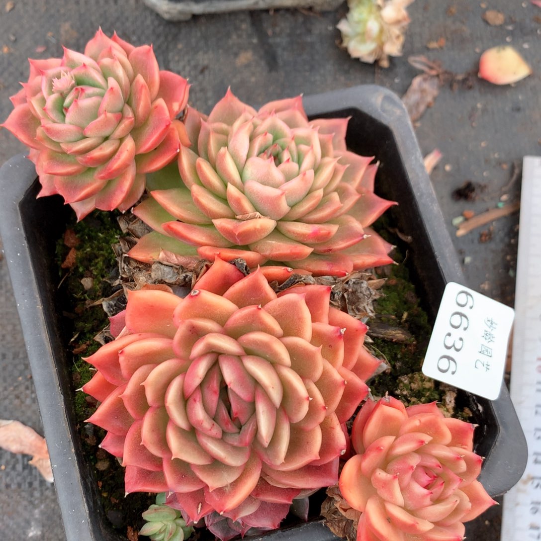 6636不包整散掉头