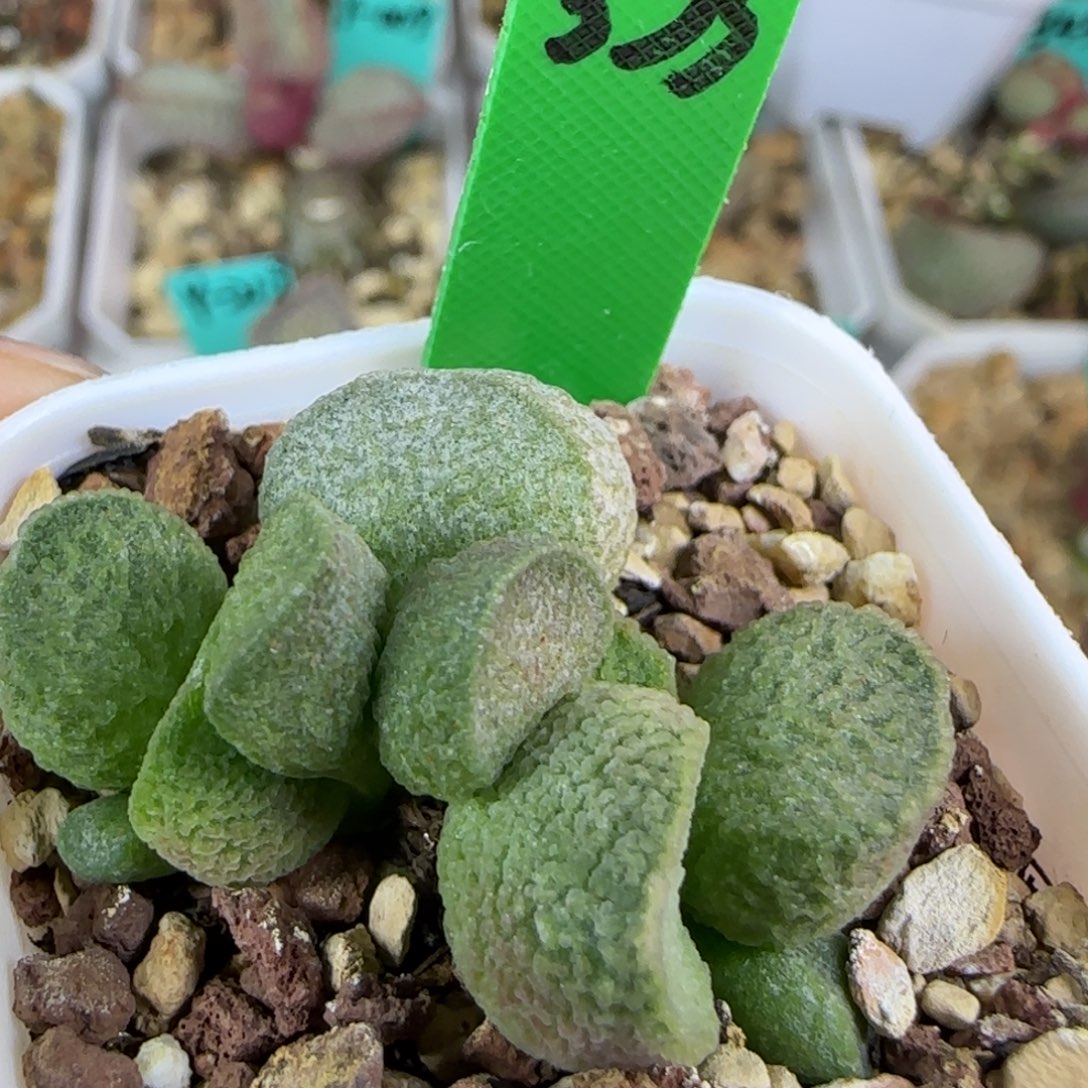 编号535底叶插，四方盆发