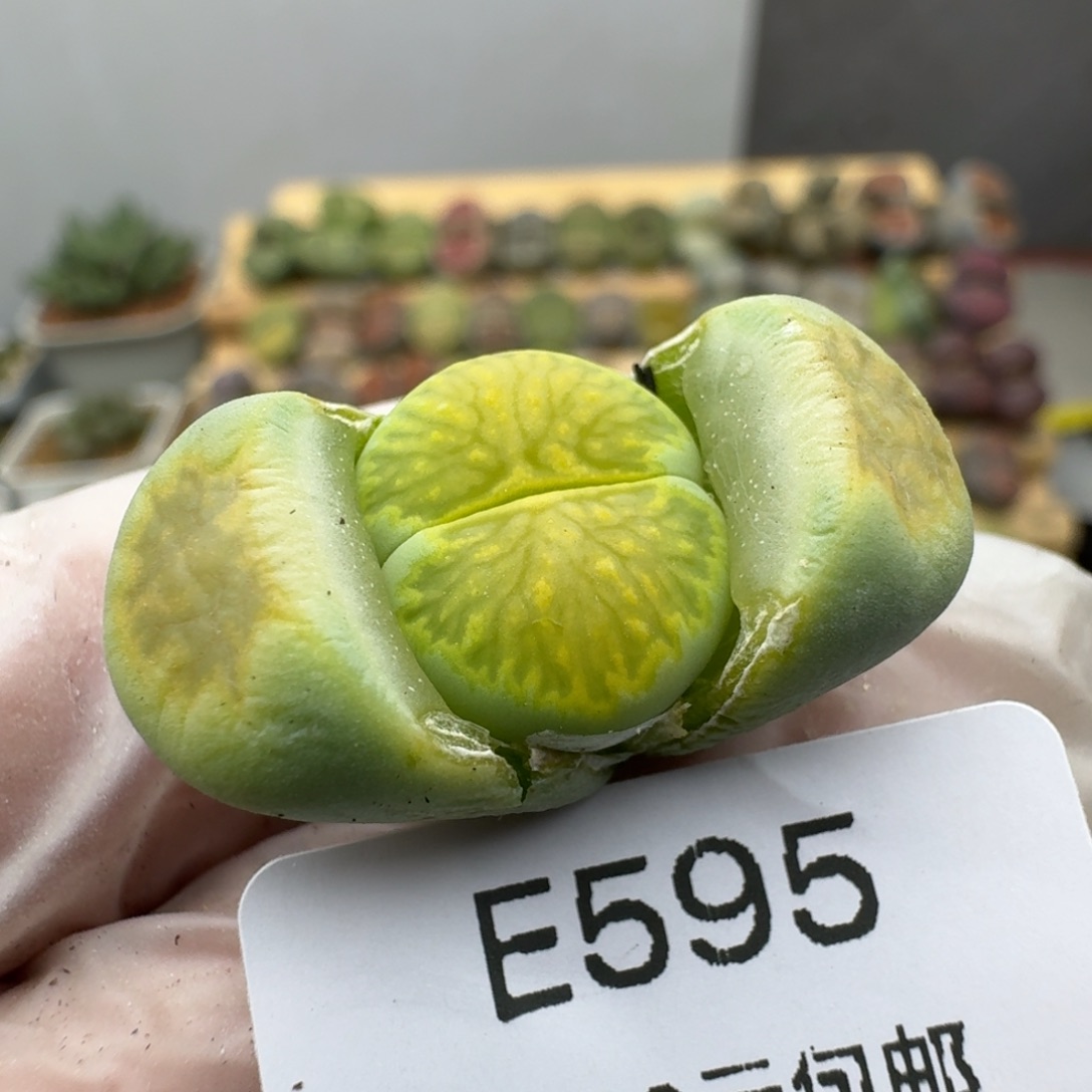 595多肉哈哈哈哈哈哈哈哈