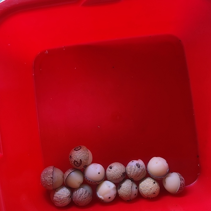 白玉菩提吊坠微瑕蛋仔八个