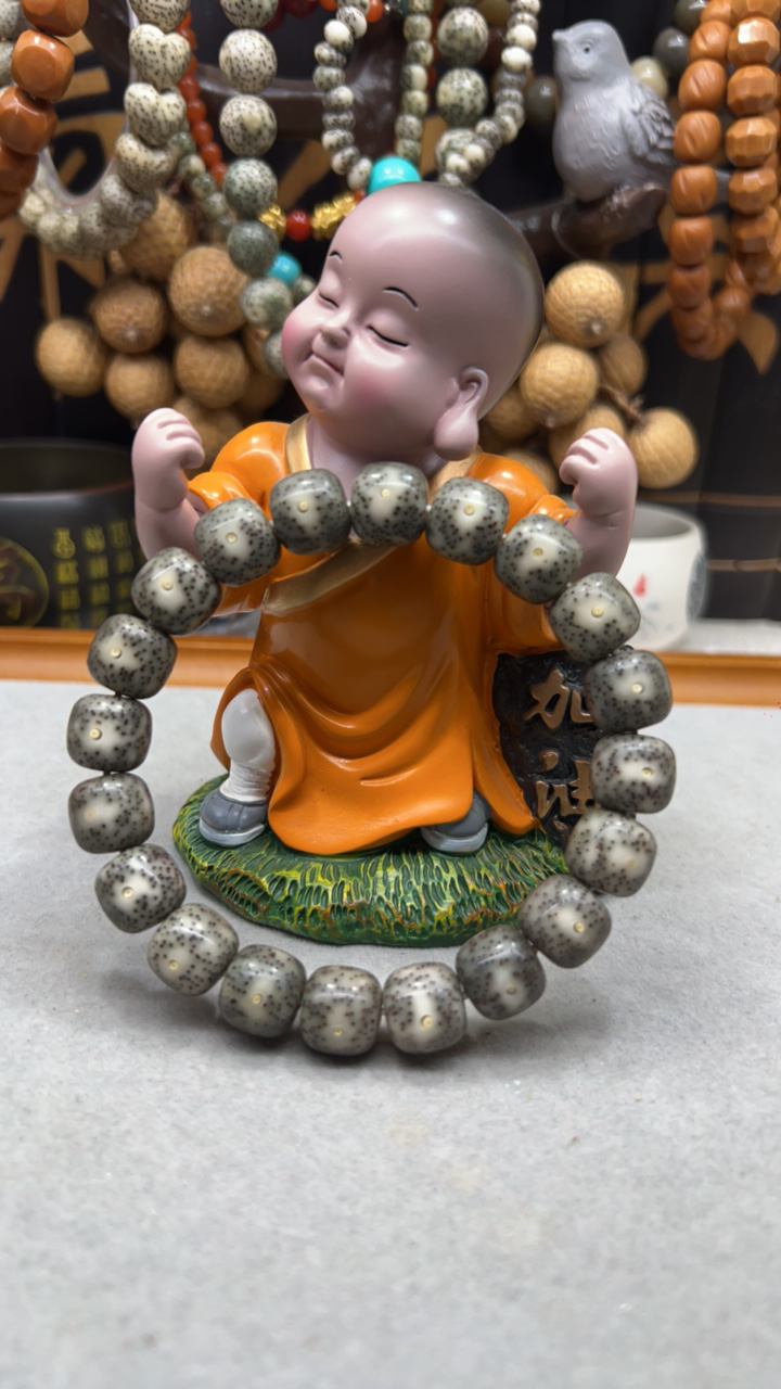 12月朗星稀海南原生态星月菩提