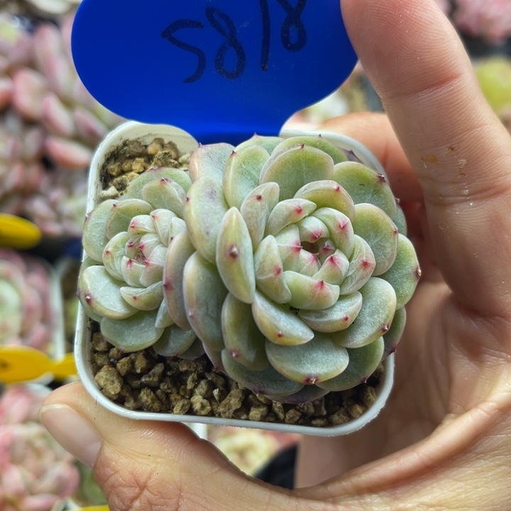 青梅甜心双头5878