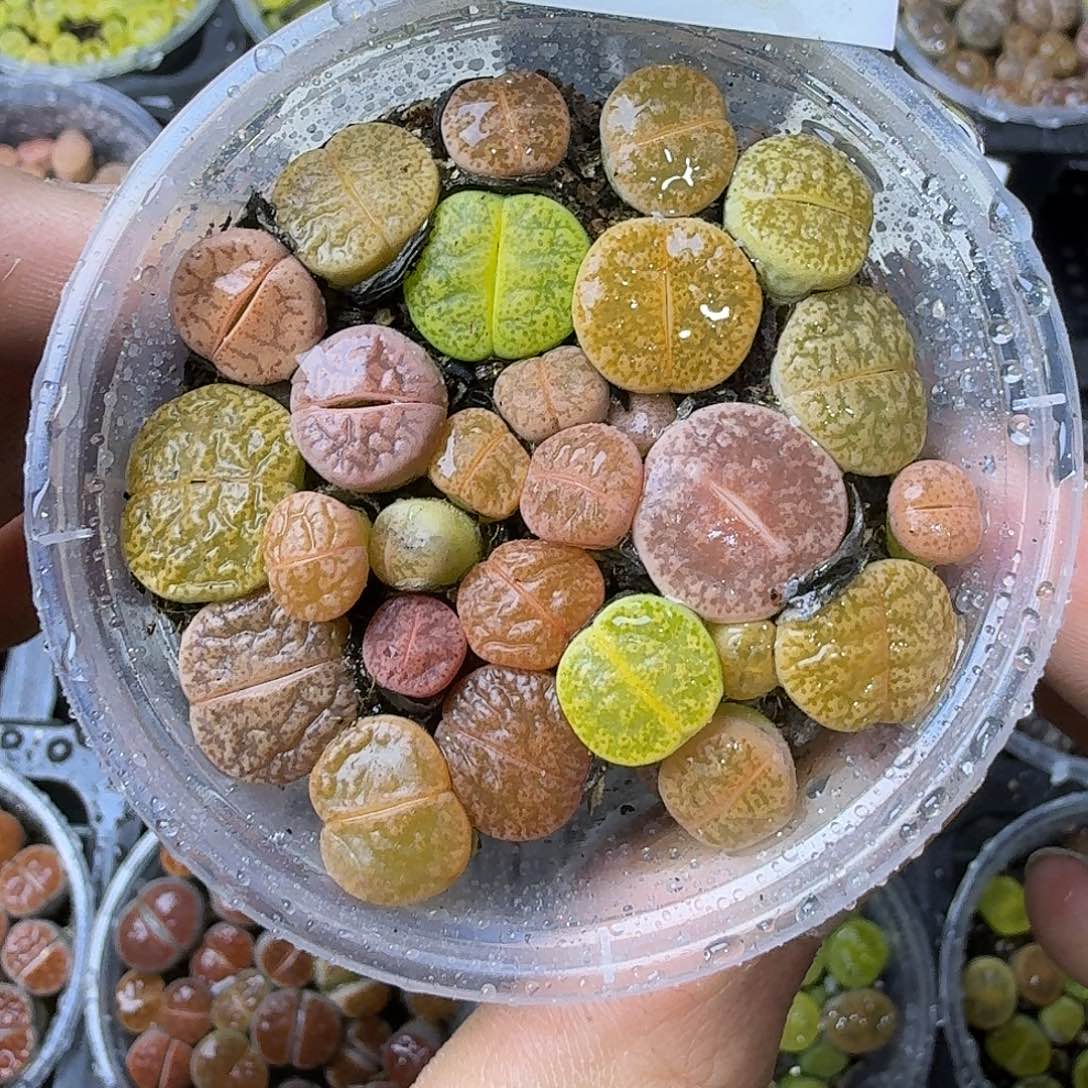 2226彩一箭之遥两年