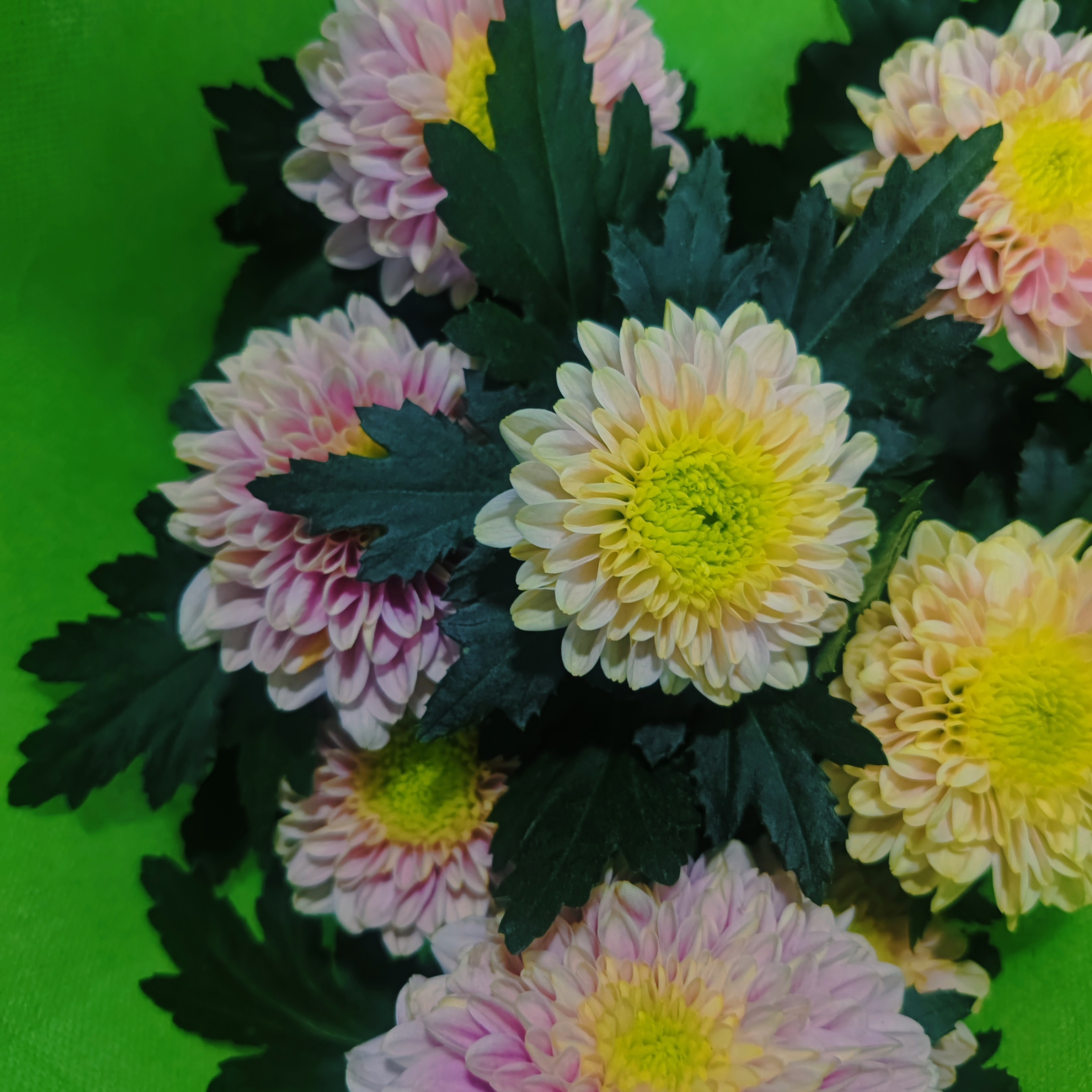 重瓣变色阳台耐高温小雏菊