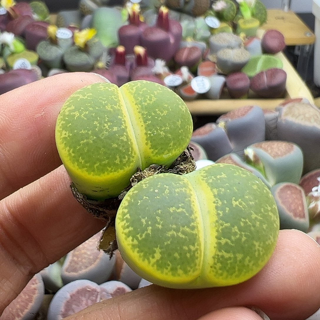 家**怀1219炸了11111111111111