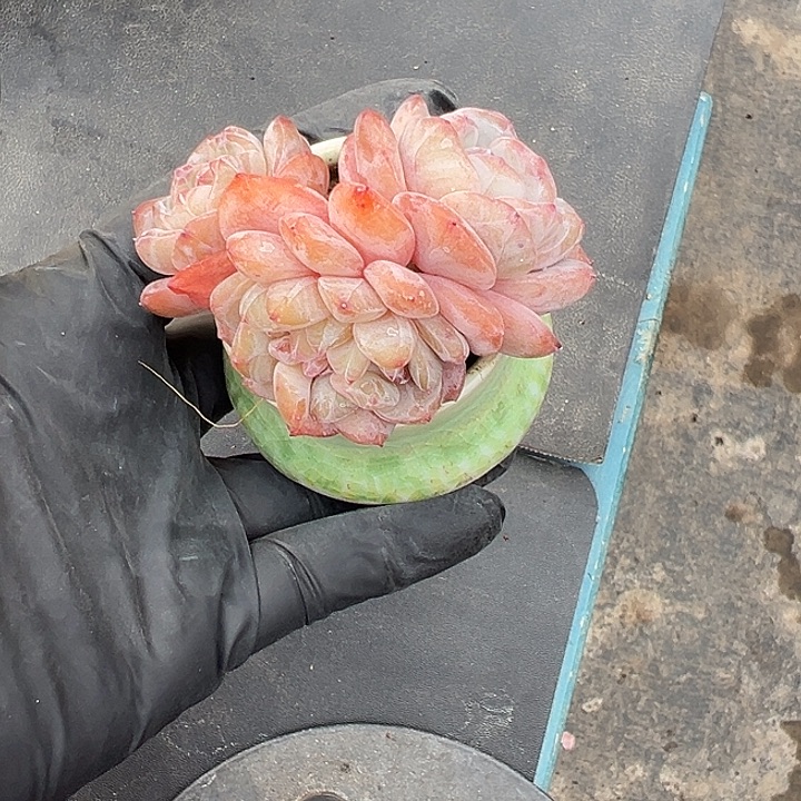 星影缀带盆0000000000