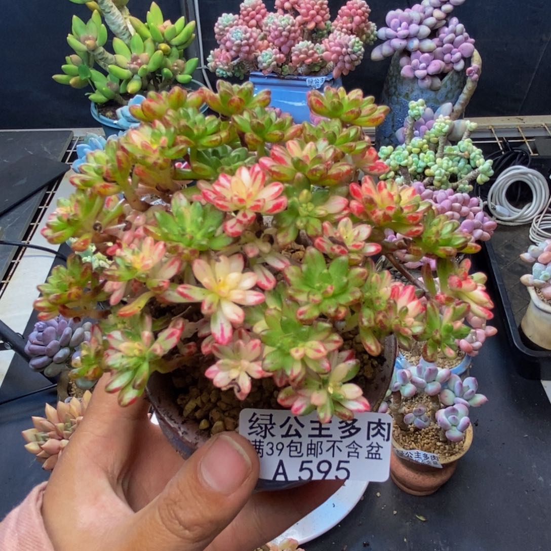 595小人祭锦多肉7c m