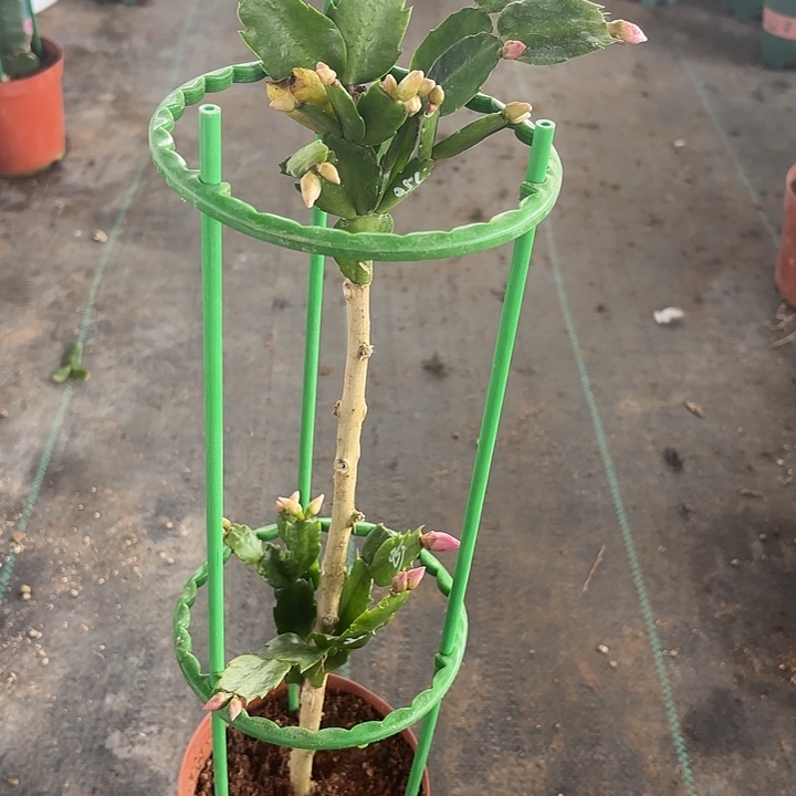 全部花苞2层叶仙 3色