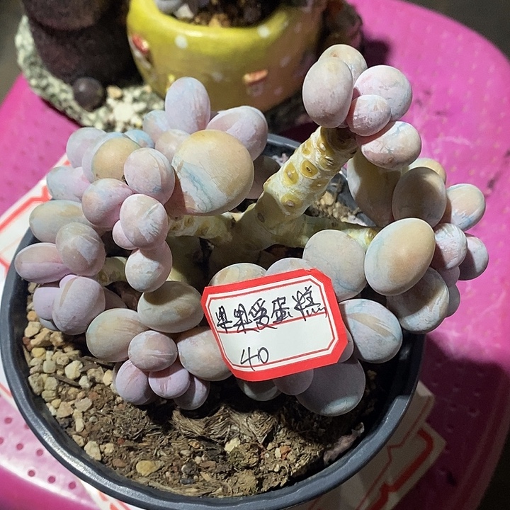 ****&厂里去摸脸摸瑜伽教练