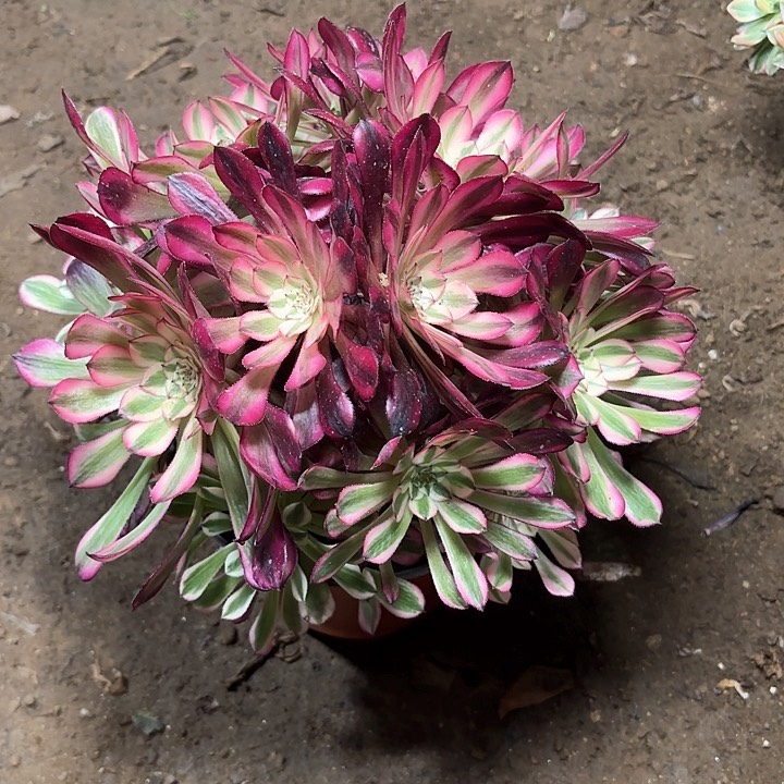 多肉植物红铜壶白42