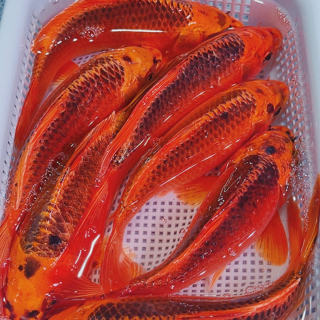 锦鲤锦鲤冷水鱼观赏146