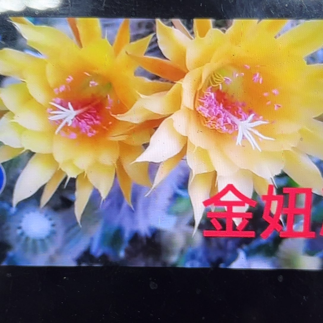 凝胶金妞侧牙20包邮仙人球27