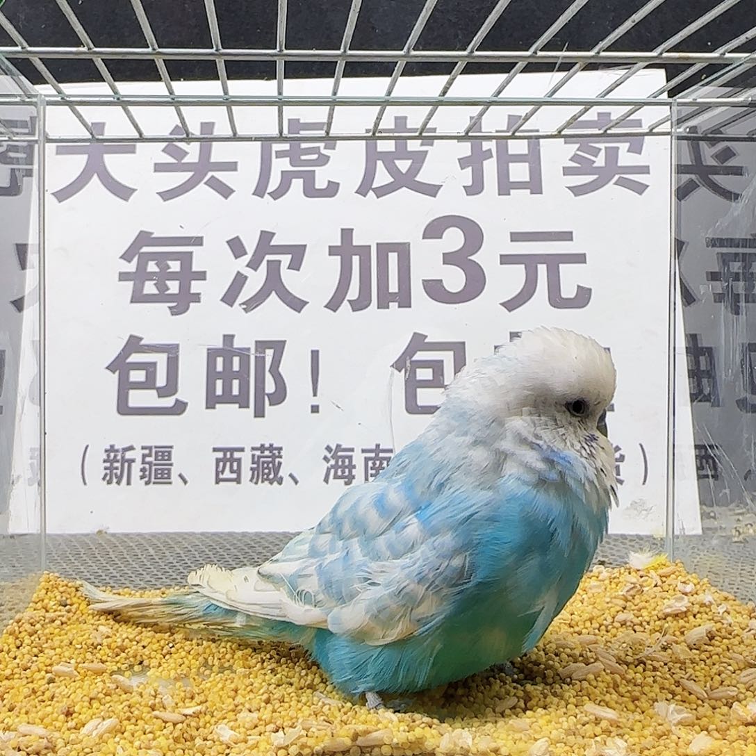 虎皮鹦鹉大头鹦鹉