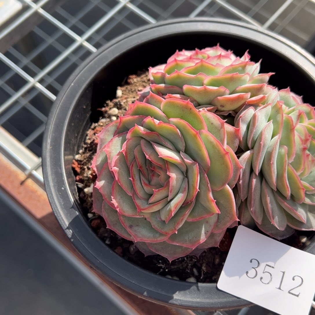 A****r3512不包整肉肉肉肉肉肉