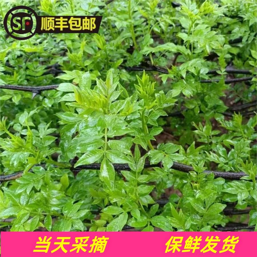 露天花椒芽农家新鲜山野菜特色下饭菜花椒嫩叶芽鲜香麻叶当季蔬菜