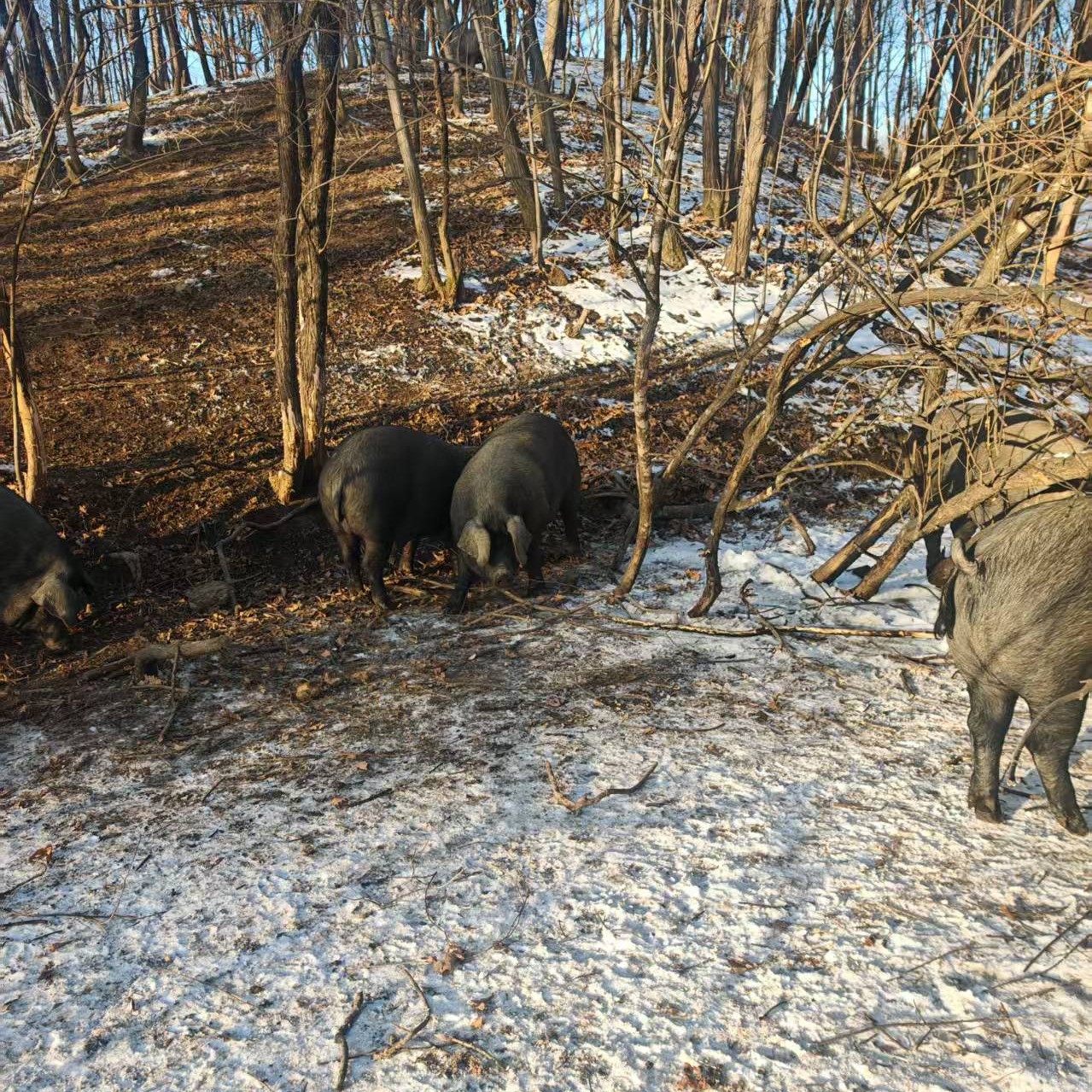 东北农家大猪肉，现切现称重，随机拍，下单备注，一物一拍