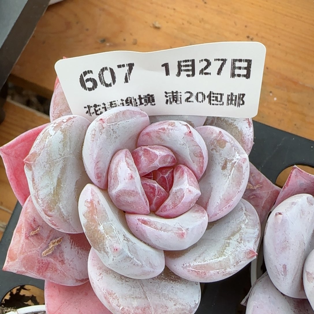 花语逸镜0127-607