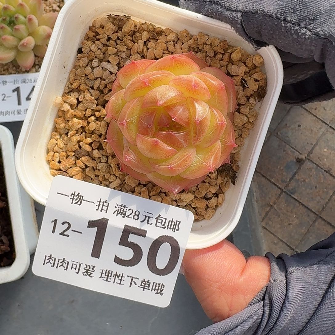 珍菲无盆土发货无