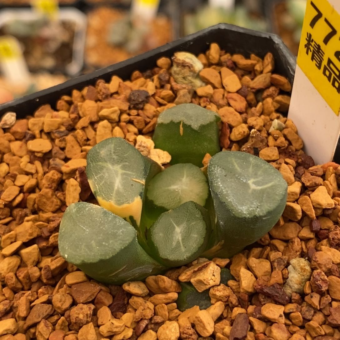 772山之翠万象多肉植物