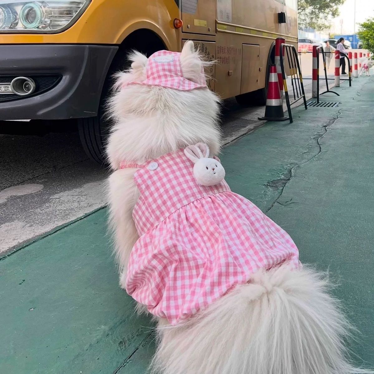 宠物大狗衣服夏季透气萨摩耶金毛边牧拉布拉多裙子中大型犬公主裙