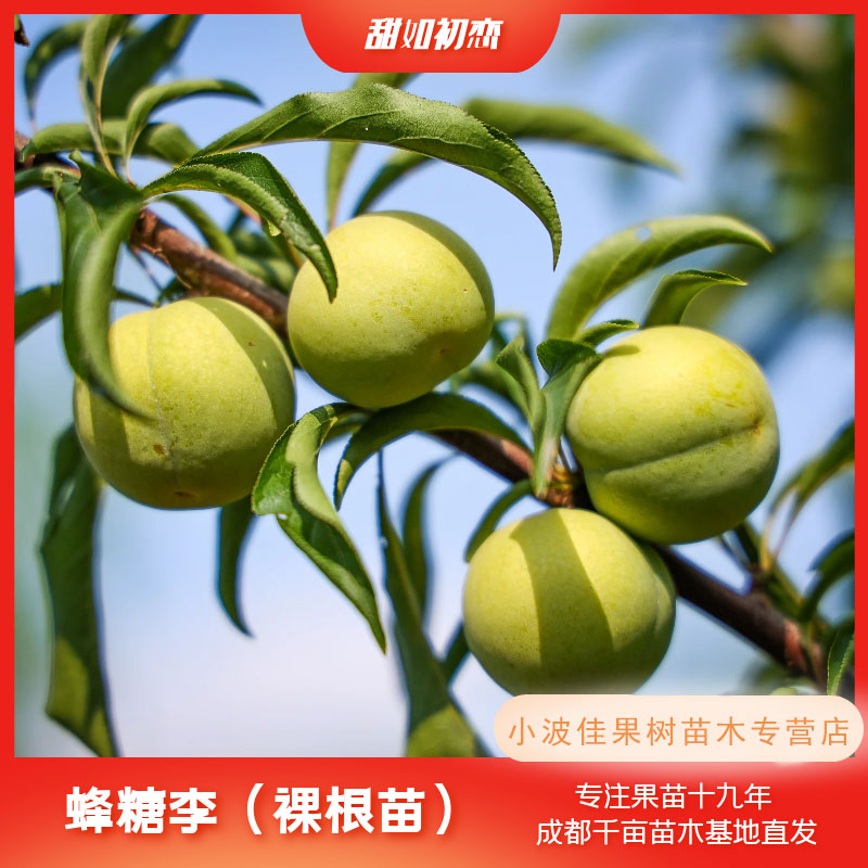 【蜂糖李优系大青皮】现挖裸根苗 基地直发 可盆栽种植 早熟品种