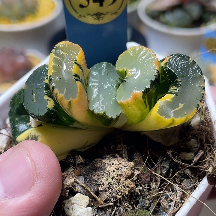 549道长玉扇锦特选福利