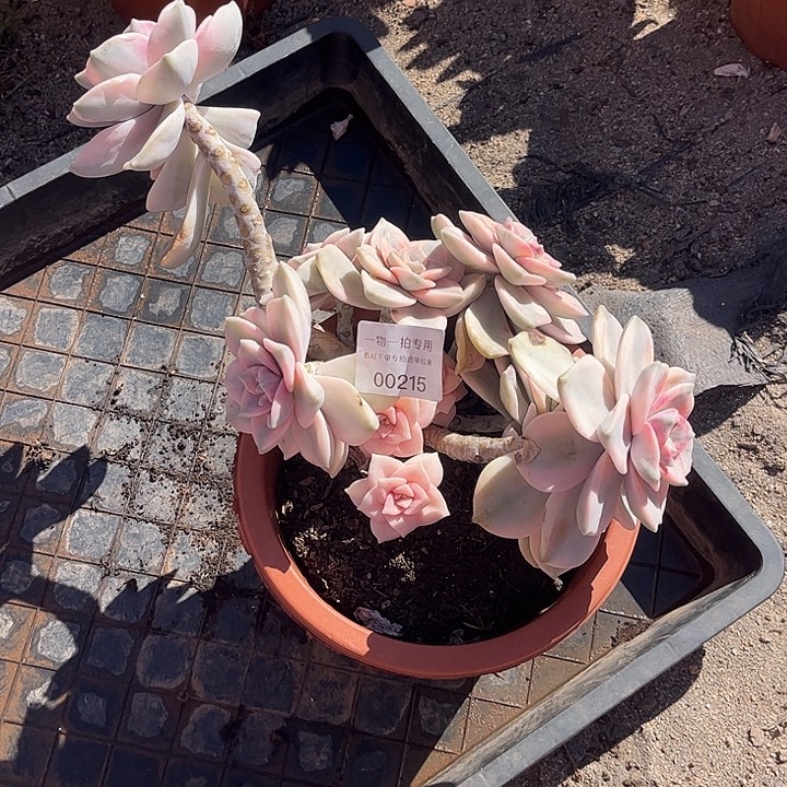 夏***夏紫乐锦大群，一物一拍