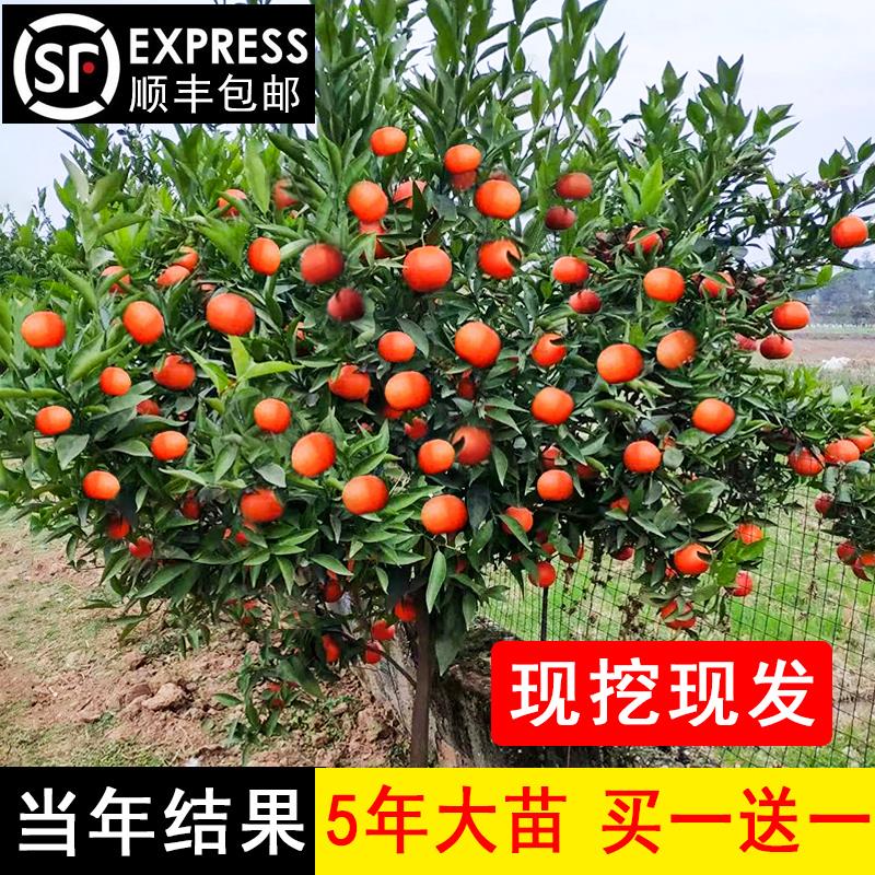 沙糖桔树苗地栽盆栽南方北方种植橘子树苗柑桔果树果苗嫁接砂糖橘