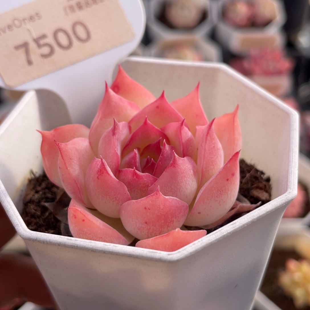 侧影7500-4.5厘米