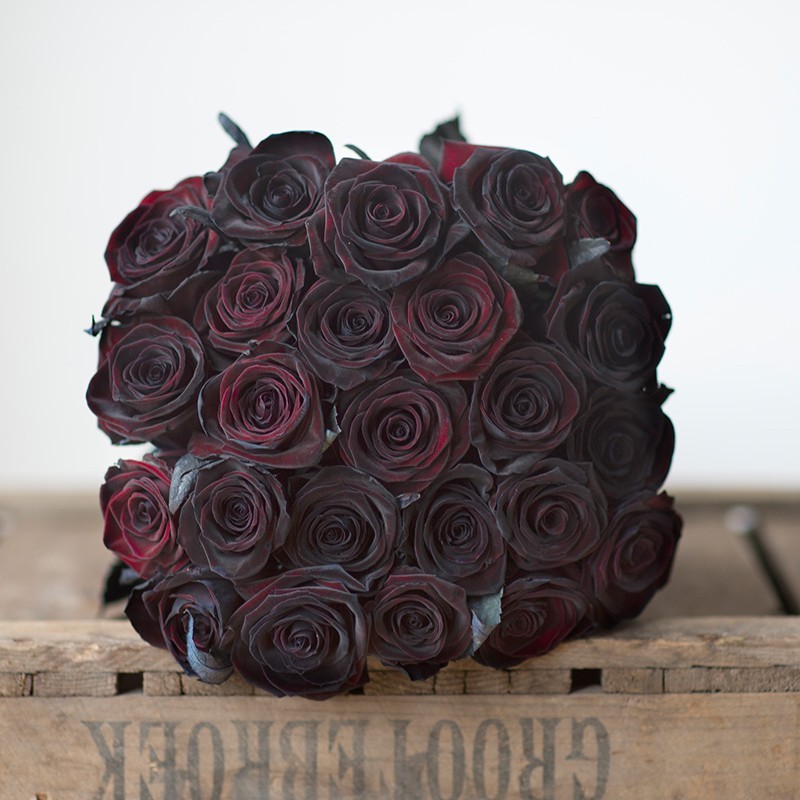 黑巴克特大苗  四季灌木月季