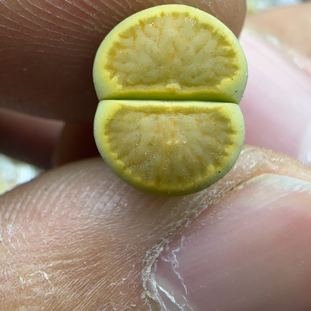 319 生石花大棚直播