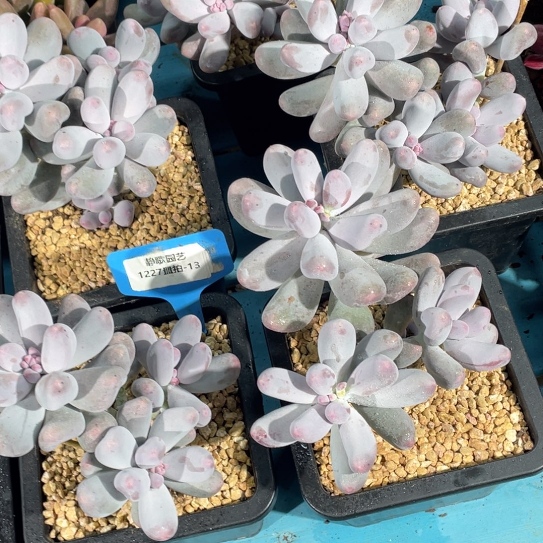 1227-13-米可奶酪大群一颗