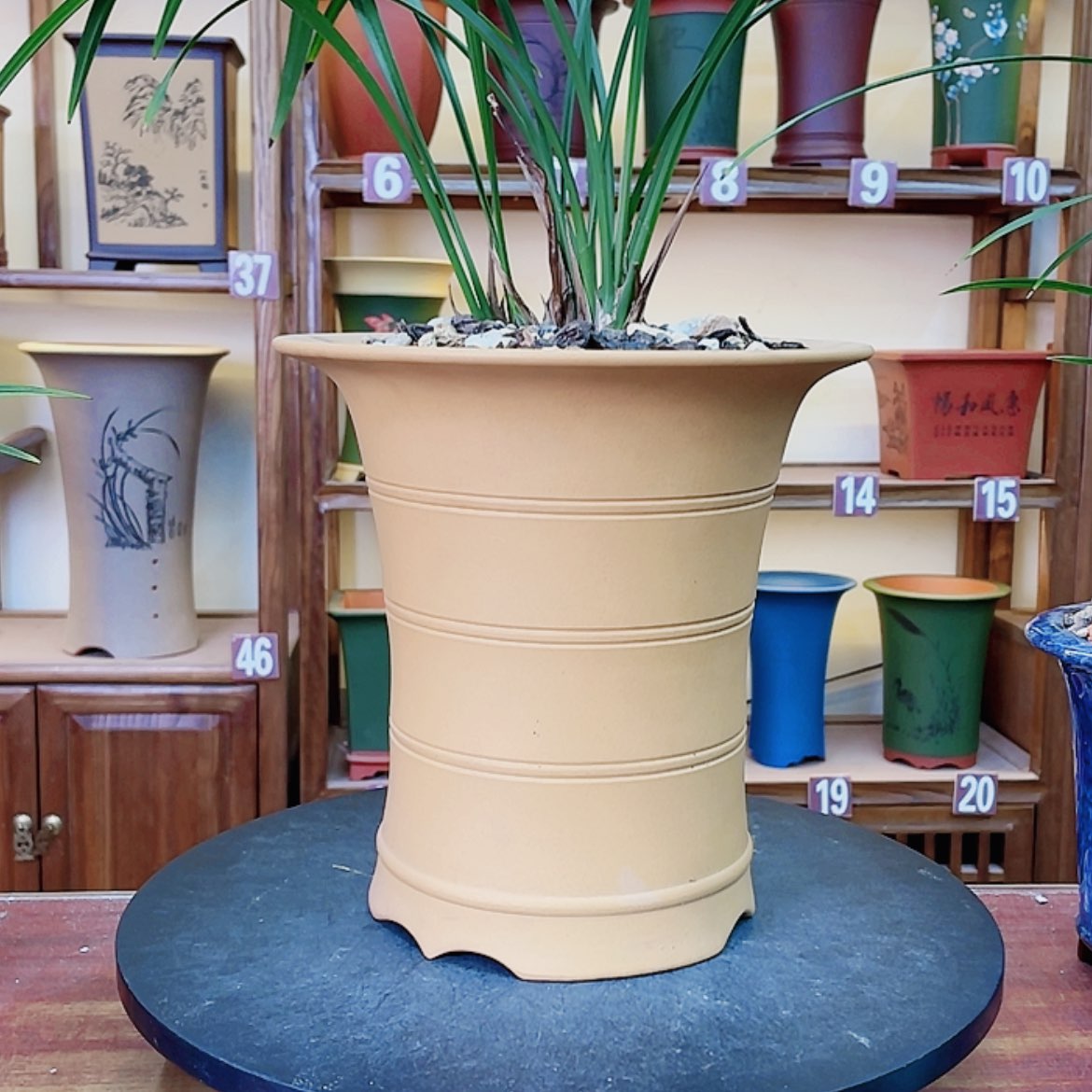 【闪购商品】紫砂花盆兰花455558845252269855