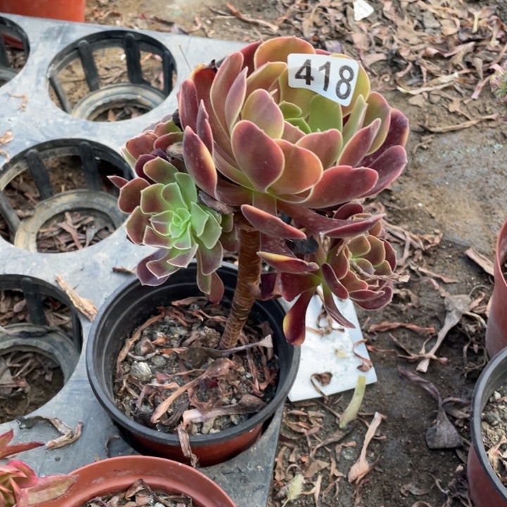 人***然欧嘉莉418多肉植物