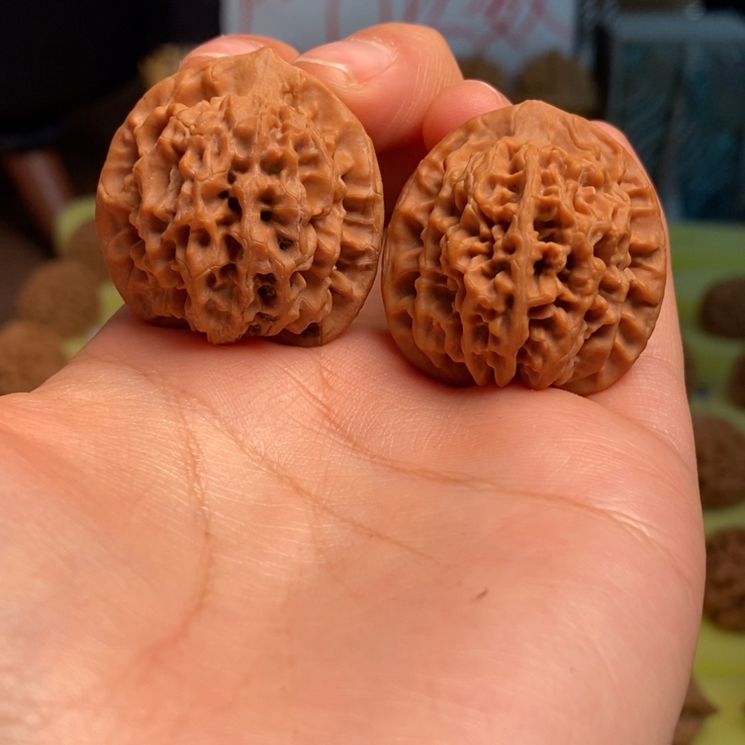 核桃秦岭闷尖狮子头32