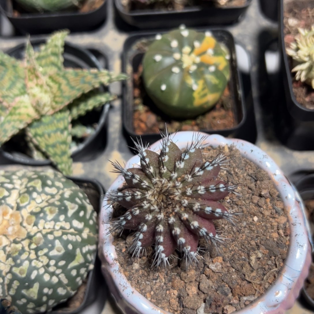 阿***凯哈哈哈哈哈哈哈哈哈