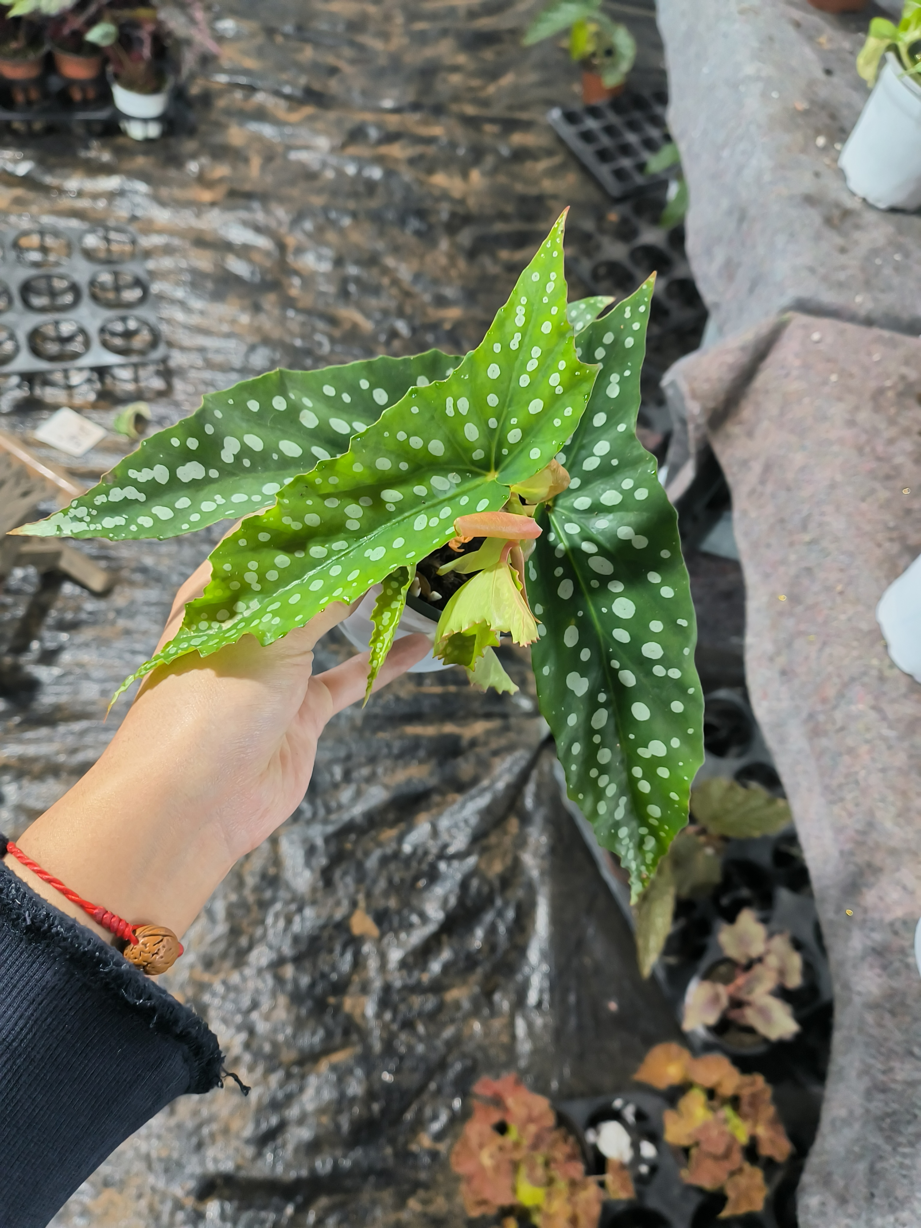 秋海棠 一物一拍  不包任何售后