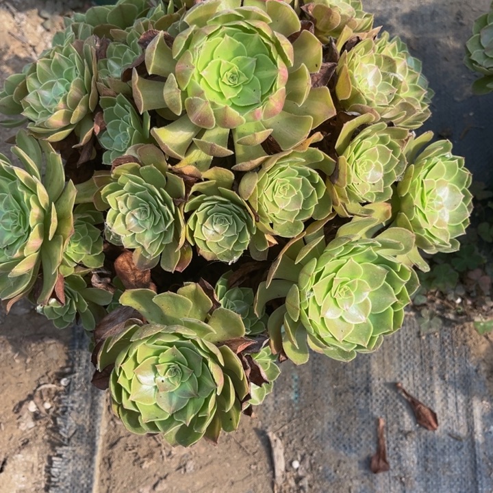 6多肉植物法师老庄