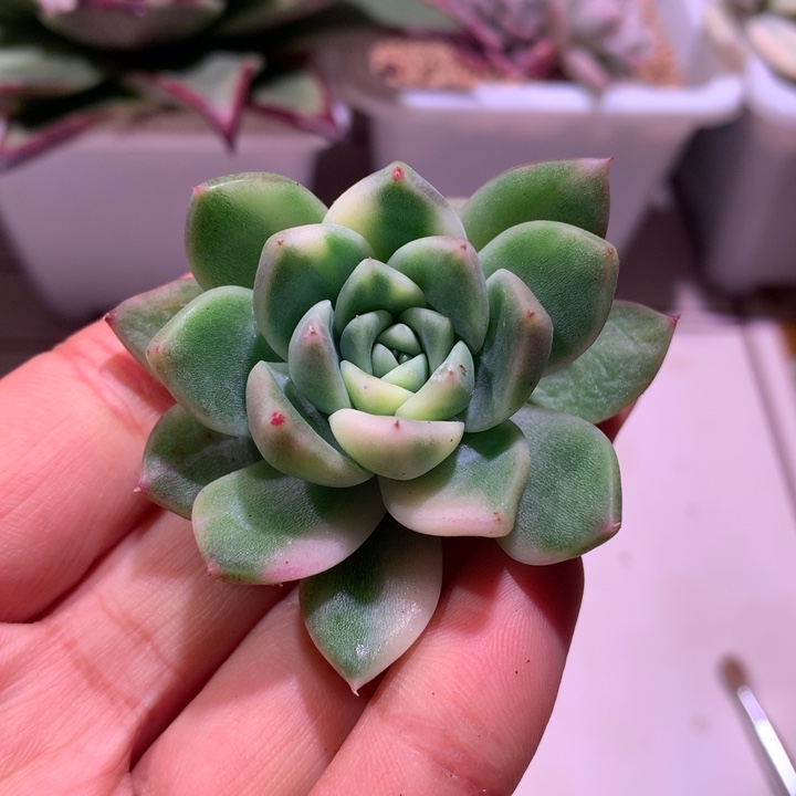 阿尔巴佳人拉丝锦有根