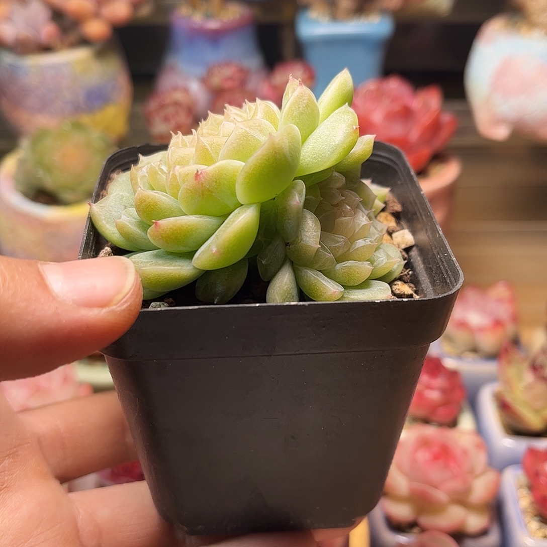 等***u泼天富贵脱土发货