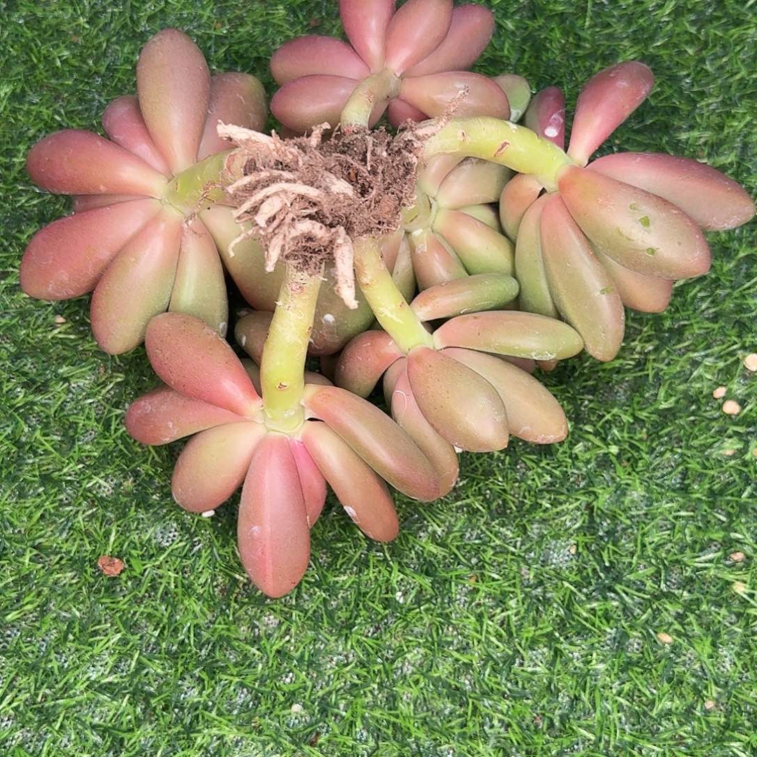 H***ax8瘦体多肉植物跨年福利