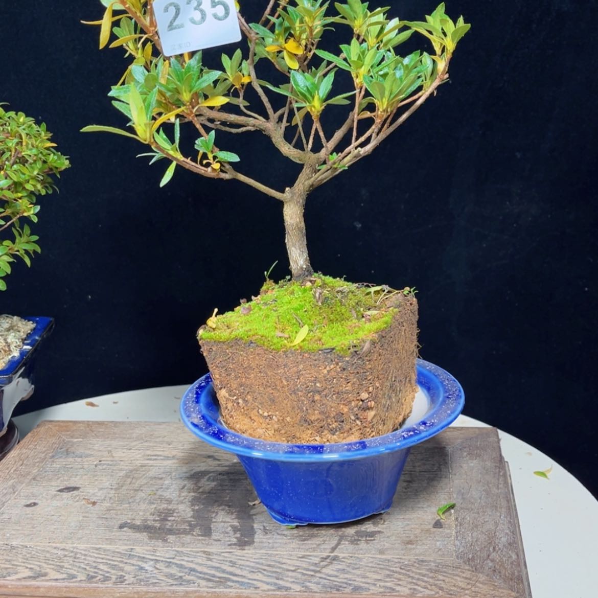 【闪购商品】完全开放胜*