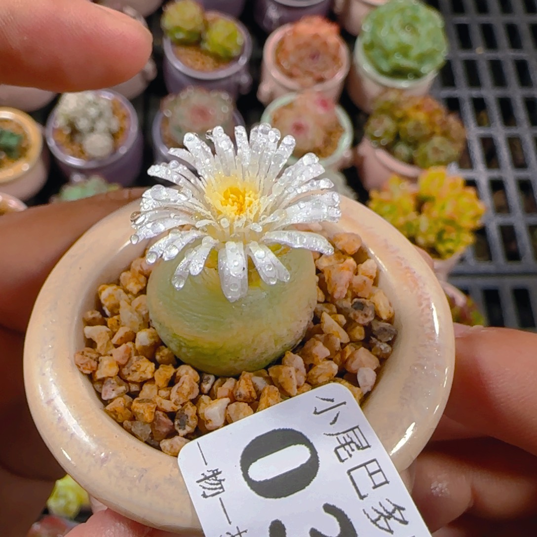 AM小尾巴5CM迷你拇指盆栽精控多肉032