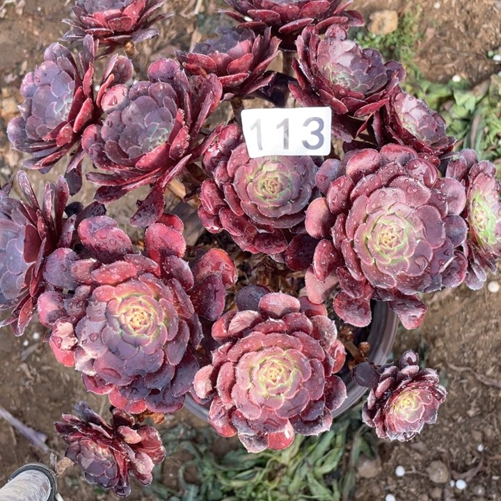 113多肉植物黑萝莉