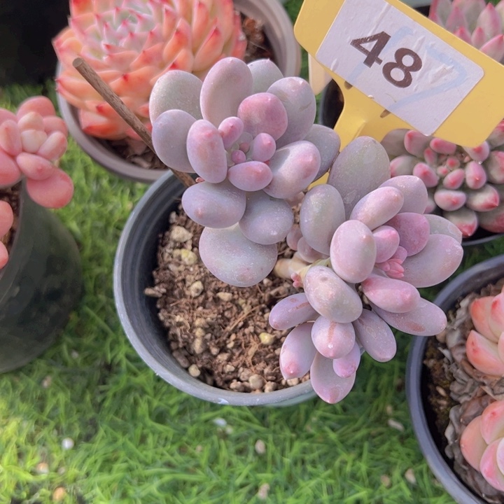 健健康康平平安安